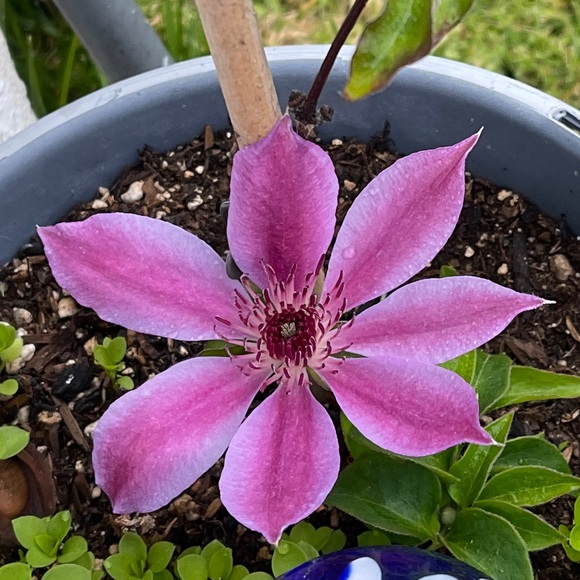 amaransia